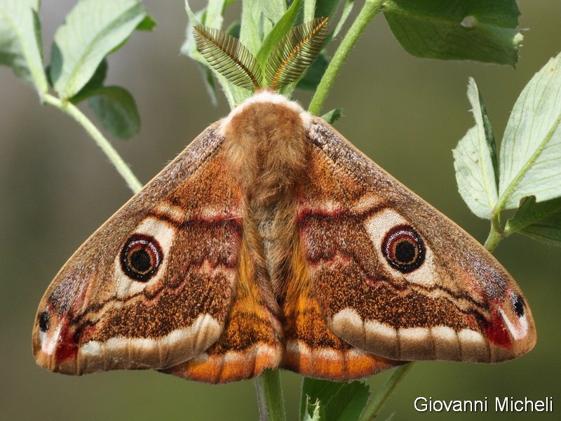 Saturnia pavoniella